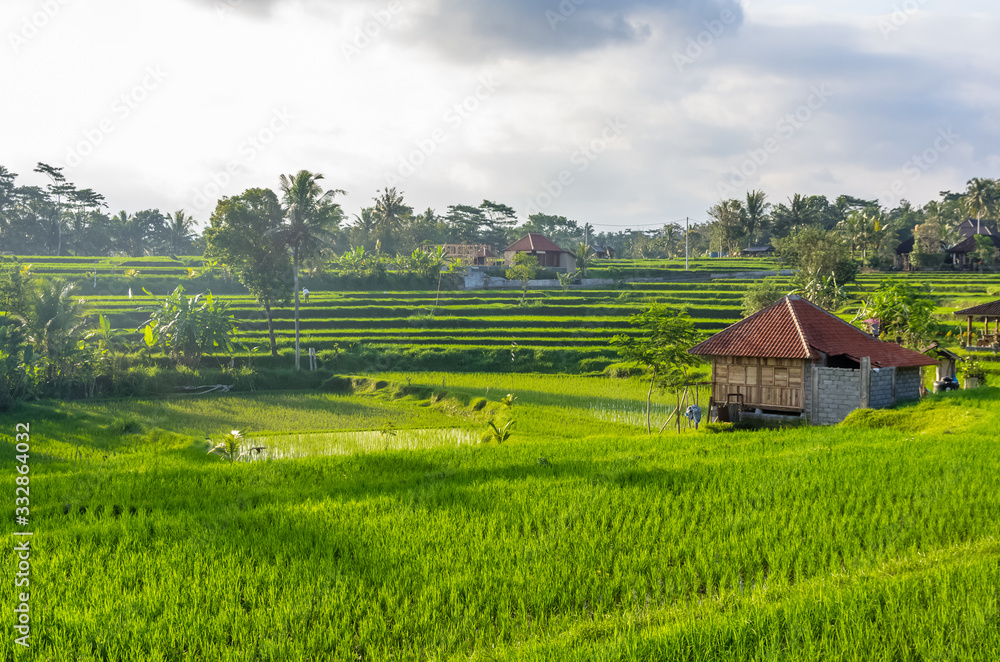View on villa and rice field