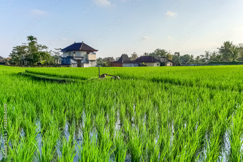 View on villa and rice field View on villa and rice field