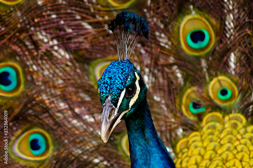 Peacock observing with feathers out