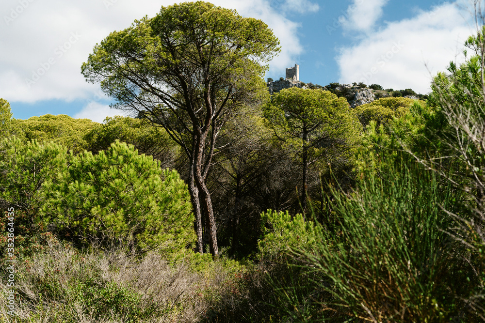 Summer landscape of young green forest with bright blue sky Summer landscape of young green forest with bright blue sky