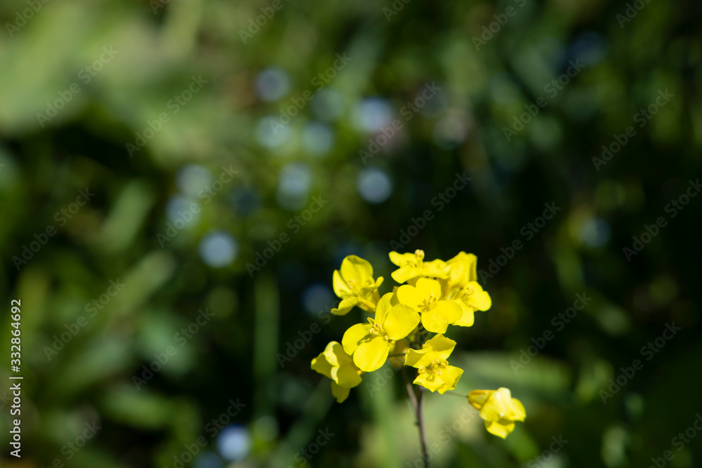 菜の花 菜の花
