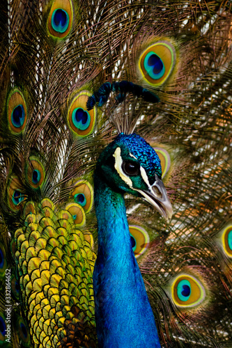 Peacock portrait with feathers out