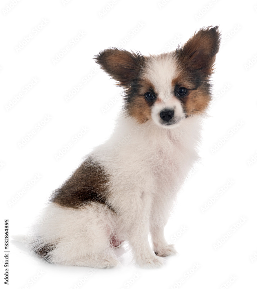 papillon dog in studio papillon dog in studio