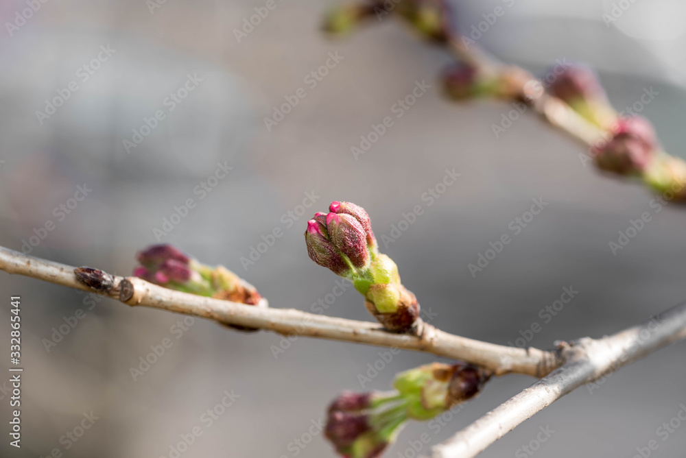 Cherry blossom or sakura flower buds about to bloom in spring time season in Japan. Cherry blossom or sakura flower buds about to bloom in spring time season in Japan.