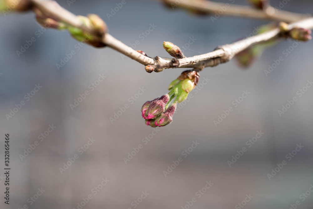 Cherry blossom or sakura flower buds about to bloom in spring time season in Japan. Cherry blossom or sakura flower buds about to bloom in spring time season in Japan.