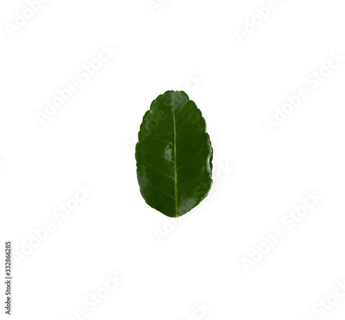 Kaffir lime leaves on isolated white background