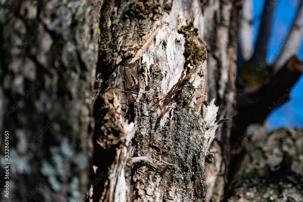 Vertical logs with bark, sawn tree trunks stand close to each other. Creating a wall from natural and natural timber Vertical logs with bark, sawn tree trunks stand close to each other. Creating a wall from natural and natural timber