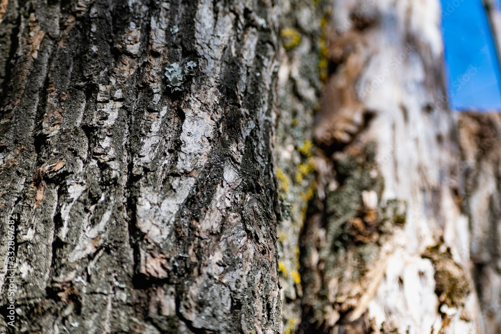 Vertical logs with bark, sawn tree trunks stand close to each other. Creating a wall from natural and natural timber Vertical logs with bark, sawn tree trunks stand close to each other. Creating a wall from natural and natural timber