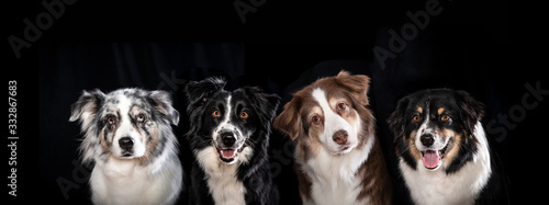 Eine Gruppe von vier hübschen Australian Shepherds vor einem schwarzen Hintergrund