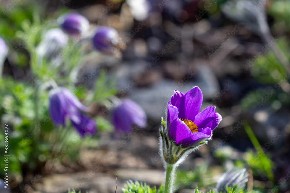 common pasque flower (Pulsatilla vulgaris) common pasque flower (Pulsatilla vulgaris)