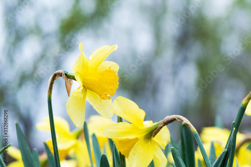 The yellow daffodil (Narcissus) blooming in the garden.