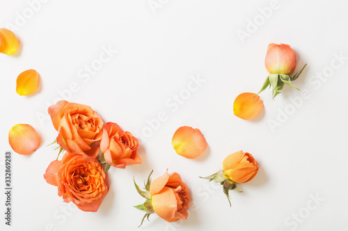 orange roses on white background