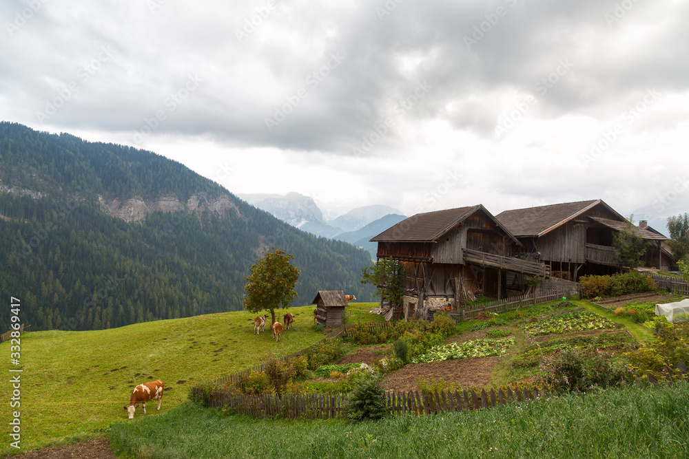 A small village in the Dolomites. Cows graze in the meadow