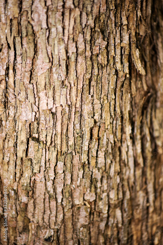 Detailed close up of a nature background Detailed close up of a nature background