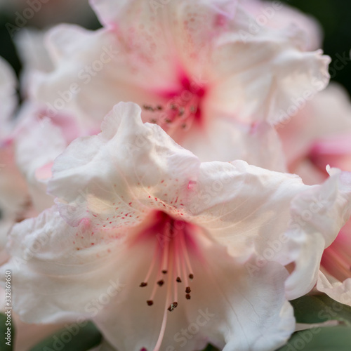 Pink rhododendron closeup blooms  focus in the foreground