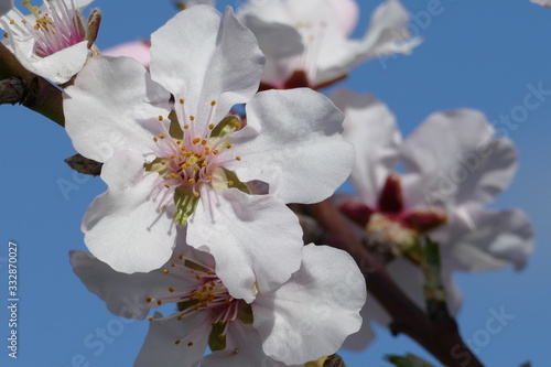 Weisse Mandelblüten mit Hintergrund photo