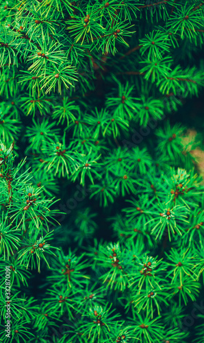 green pine branches