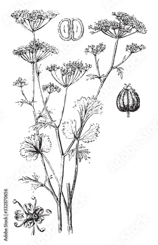 Anise plant (Pimpinella anisum) / vintage illustration from Brockhaus Konversations-Lexikon 1908