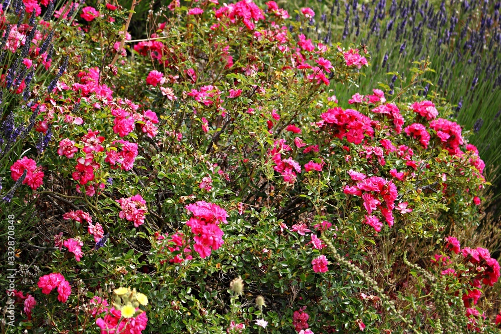 Many bright flowers on a hibiscus shrub growing on a hillside