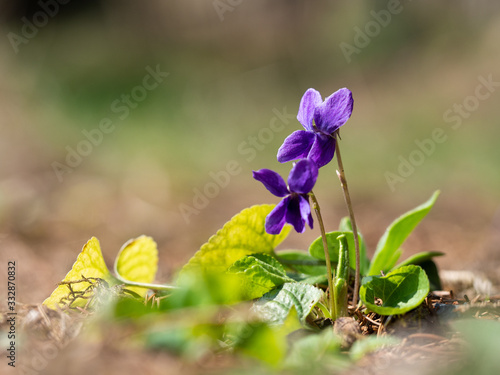 Wood violet (viola odorata) bloomoing in the spring