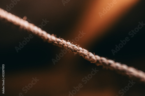 close up rope