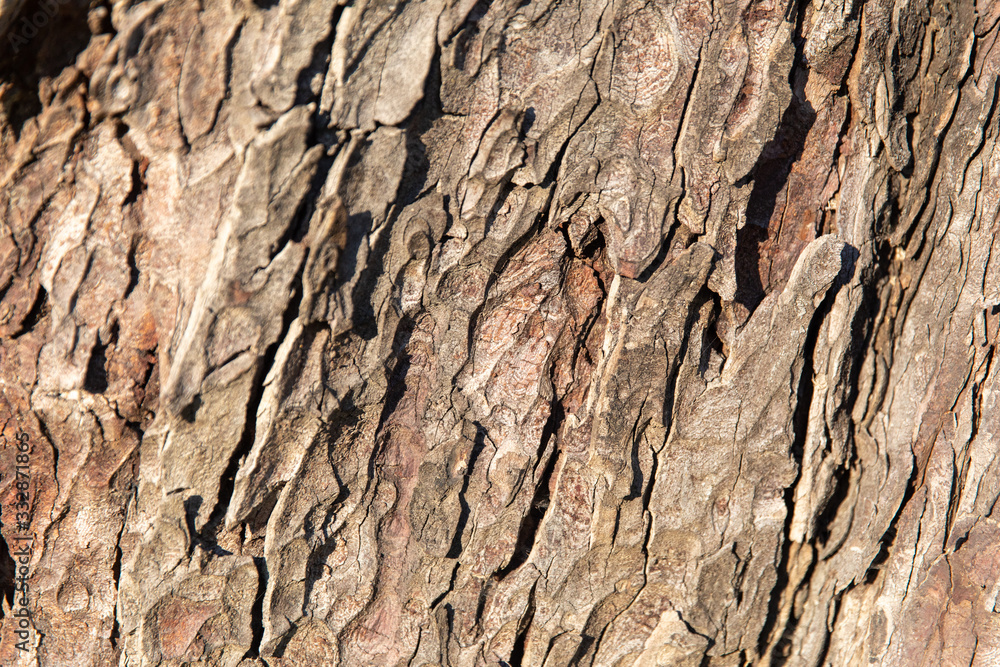 Texture bark Texture bark