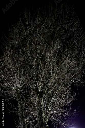 Branches of trees at night