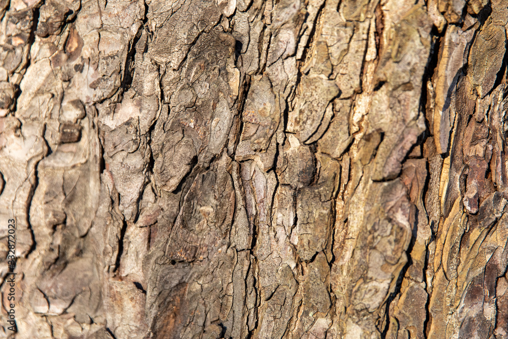 Texture bark Texture bark