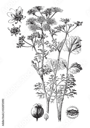 Coriander (Coriandrum sativum) / vintage illustration from Brockhaus Konversations-Lexikon 1908