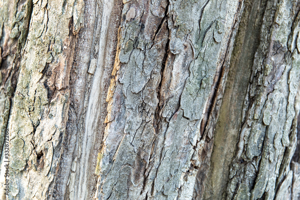 Texture bark Texture bark