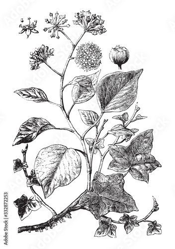  Ivy (Hedera helix) / vintage illustration from Brockhaus Konversations-Lexikon 1908