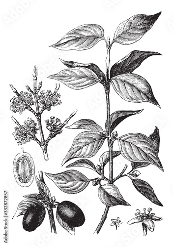 Cornelian cherry (Cornus officinalis) / vintage illustration from Brockhaus Konversations-Lexikon 1908