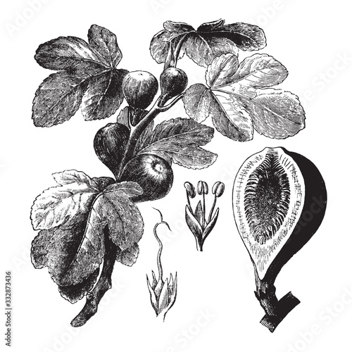 Fig plant (Ficus carica) / vintage illustration from Brockhaus Konversations-Lexikon 1908