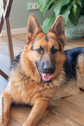 Portrait of a German Shepherd, 11 mounths old, portrait, in front. LIe down on floor, part of animal, the Netherlands