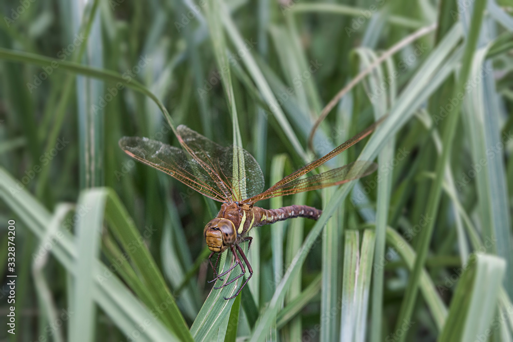 Dragonfly Insect Resting In Tall Gras In National Reservoir