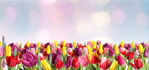 Many beautiful tulips on blurred background. Banner design