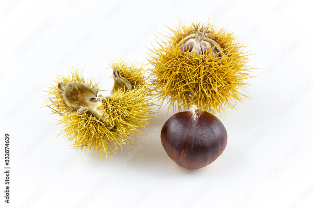 sweet chestnut fruits isolated on white closeup sweet chestnut fruits isolated on white closeup