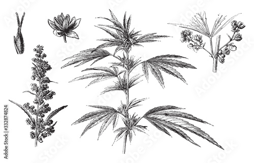 Cannabis sativa / vintage illustration from Brockhaus Konversations-Lexikon 1908