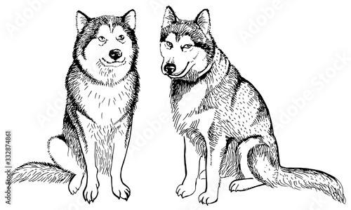Husky dog isolated on white background. Vector monochrome illustration. Perfect for invitations, greeting cards, postcard, fashion print, banners, poster for textiles.