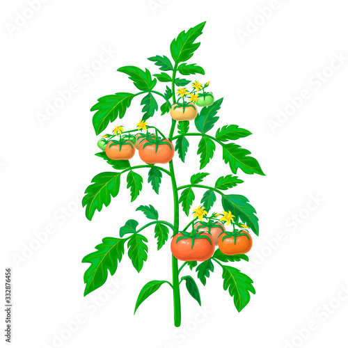 vector tomato plant illustration isolated on white background. healthy flowering tomato bush with green and ripening fruits on branches. realistic vegetable plant icon for gardening or farming design.