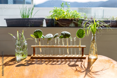 Home window leaf propagation of african violets in water lab test tubes bracket holder