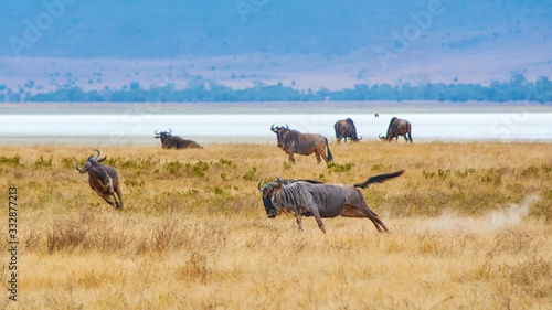 Wildebeest (gnu) running in Ngorongoro crater, Tanzania, during a fight. 