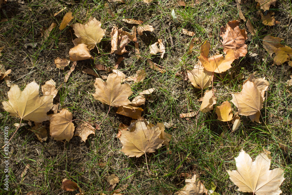 Light brown fallen leaves of maple covering the grass in October Light brown fallen leaves of maple covering the grass in October