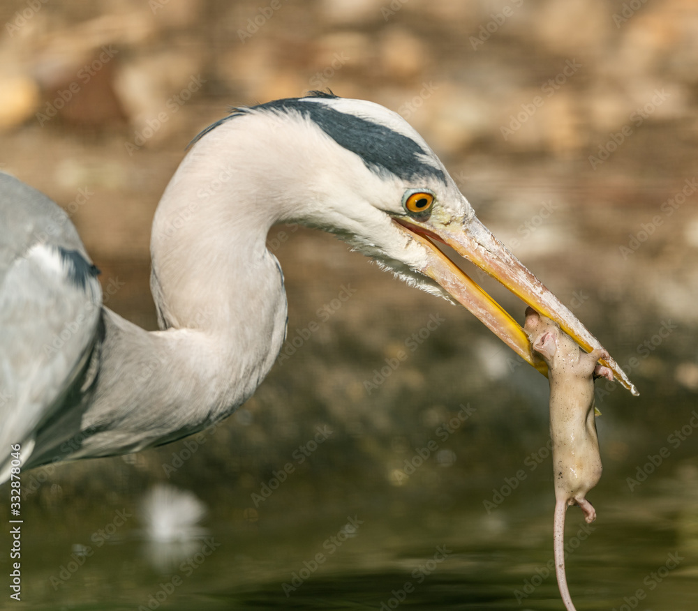 Fototapeta premium great blue heron with dead wet mouse in beak