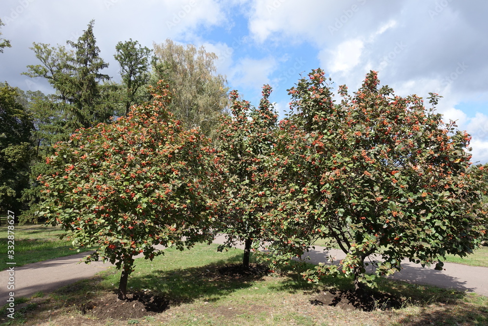 Three trees of Sorbus aria with orange berries in September