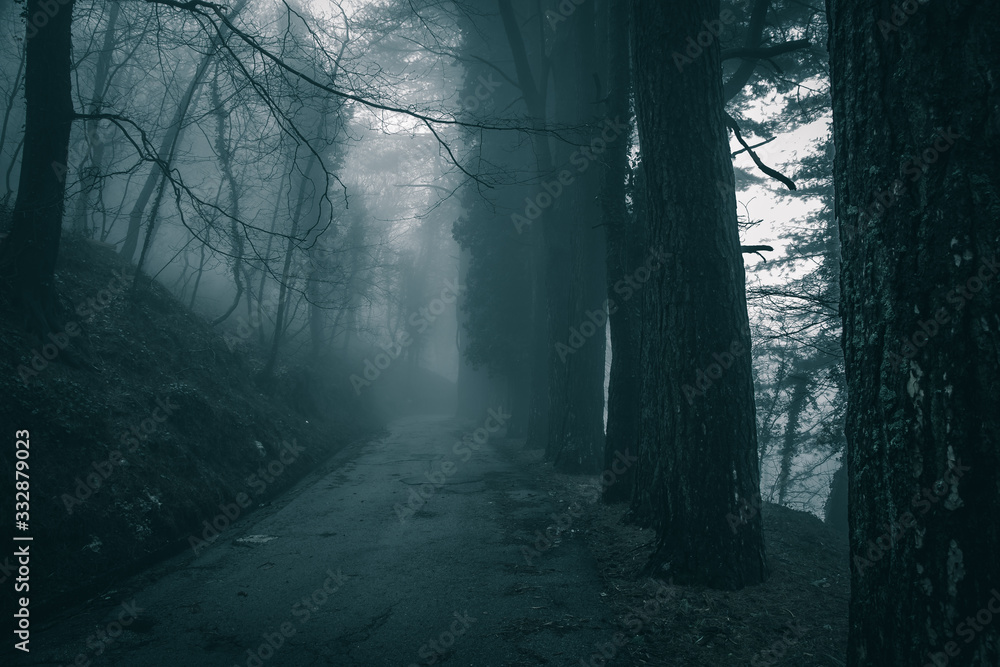 road through the dark forest shrouded in fog, mysterious atmosphere road through the dark forest shrouded in fog, mysterious atmosphere