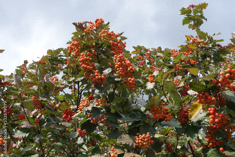 Vibrant orange berries in the leafage of Sorbus aria in September