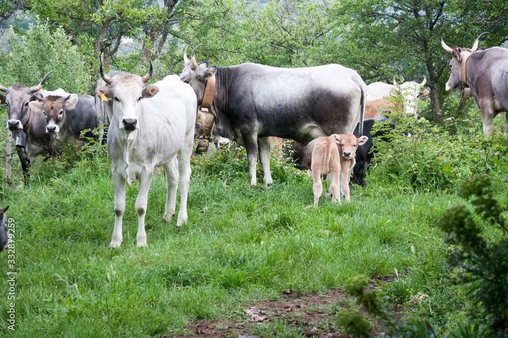 grazing cows and calves