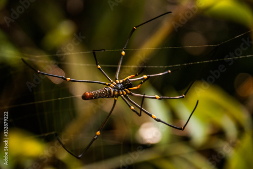 Spider on spider web after rain Sarawak. Borneo. Malaysia photo