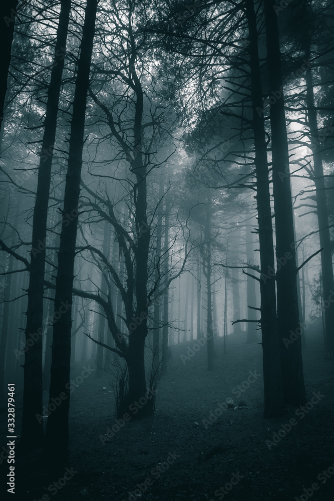 Fototapeta bardzo tajemnicza i opuszczona atmosfera w ponury dzień w lesie z gęstą mgłą